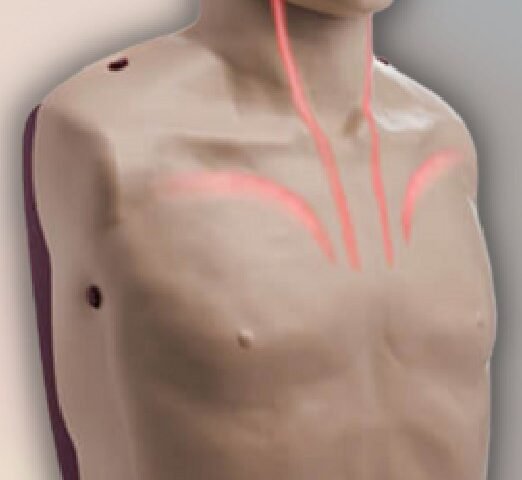 Brayden CPR Mannequin